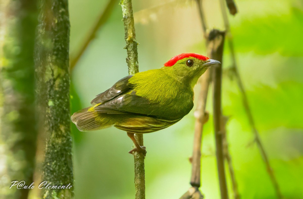 Striolated Manakin - ML643247210