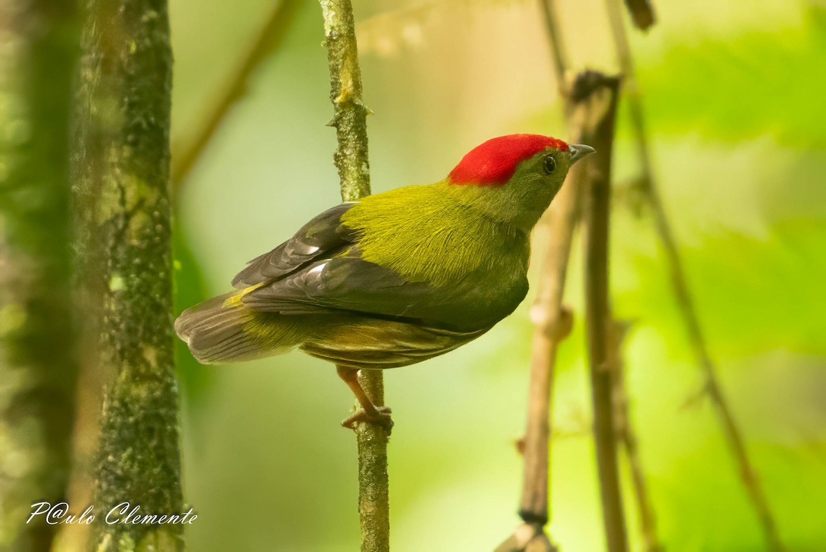 Striolated Manakin - ML643247211