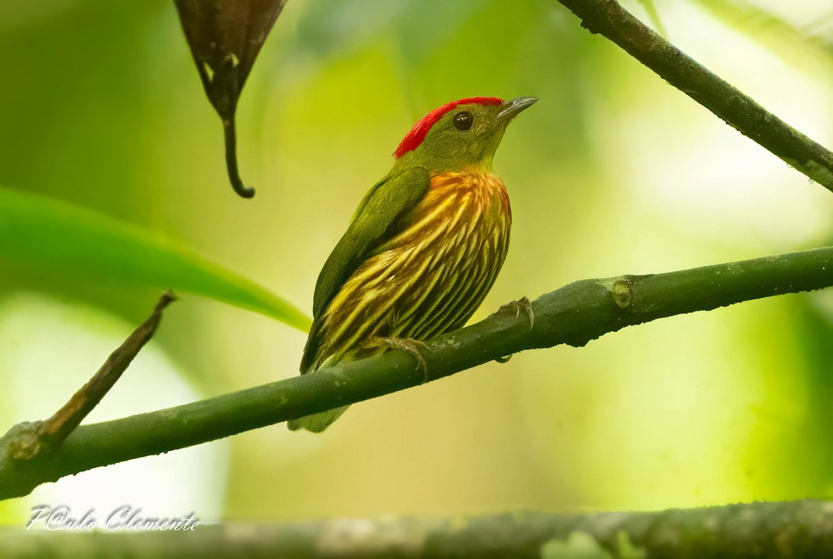 Striolated Manakin - ML643247212