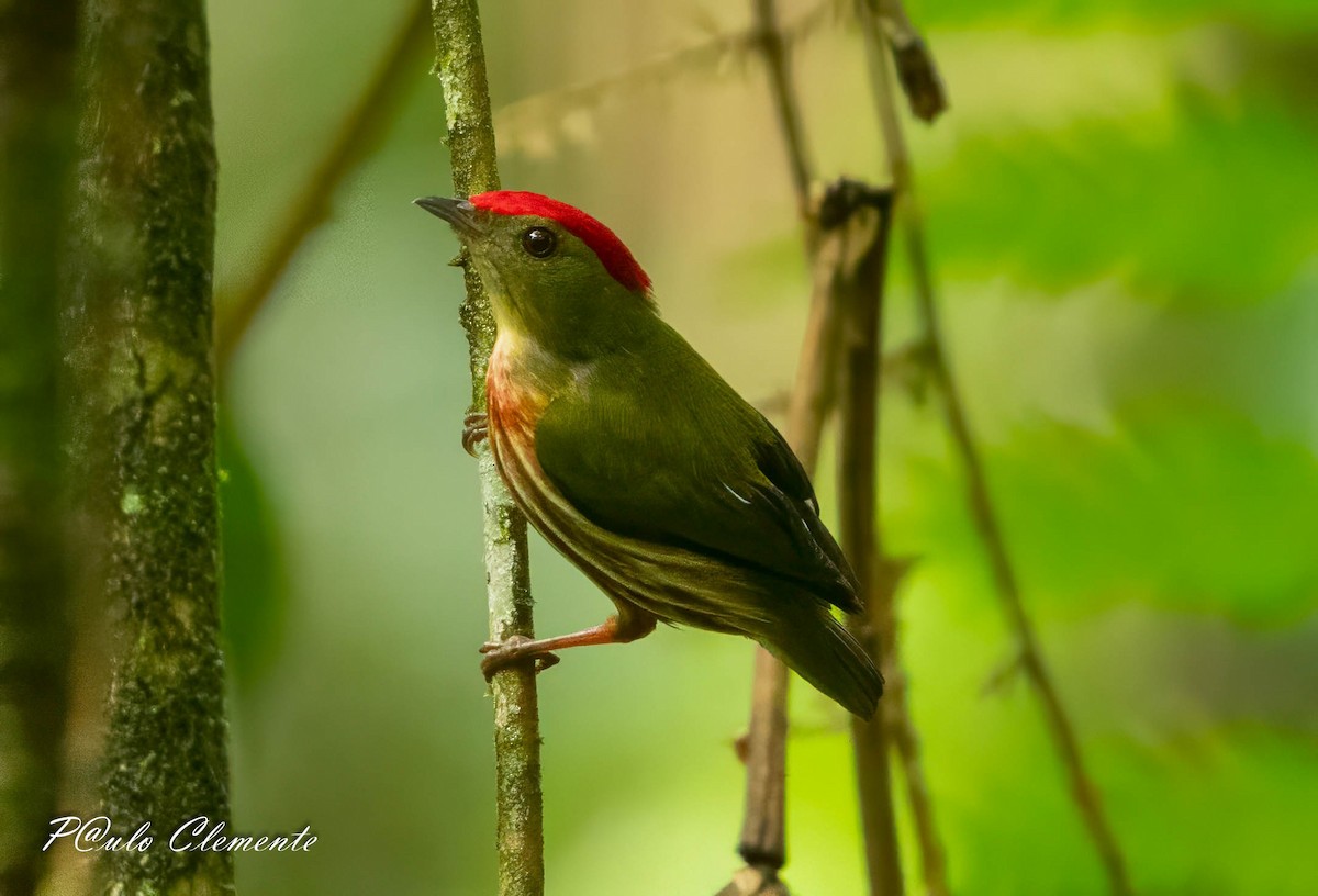 Striolated Manakin - ML643247213