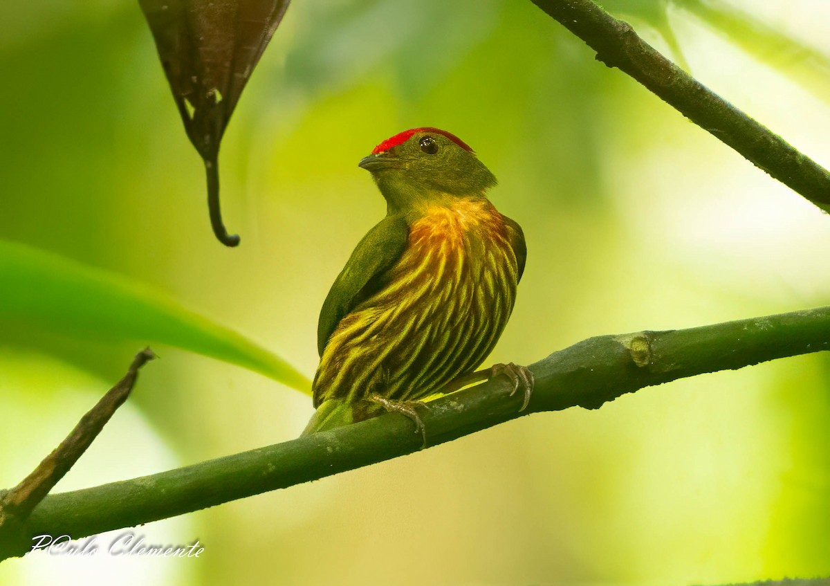 Striolated Manakin - ML643247214