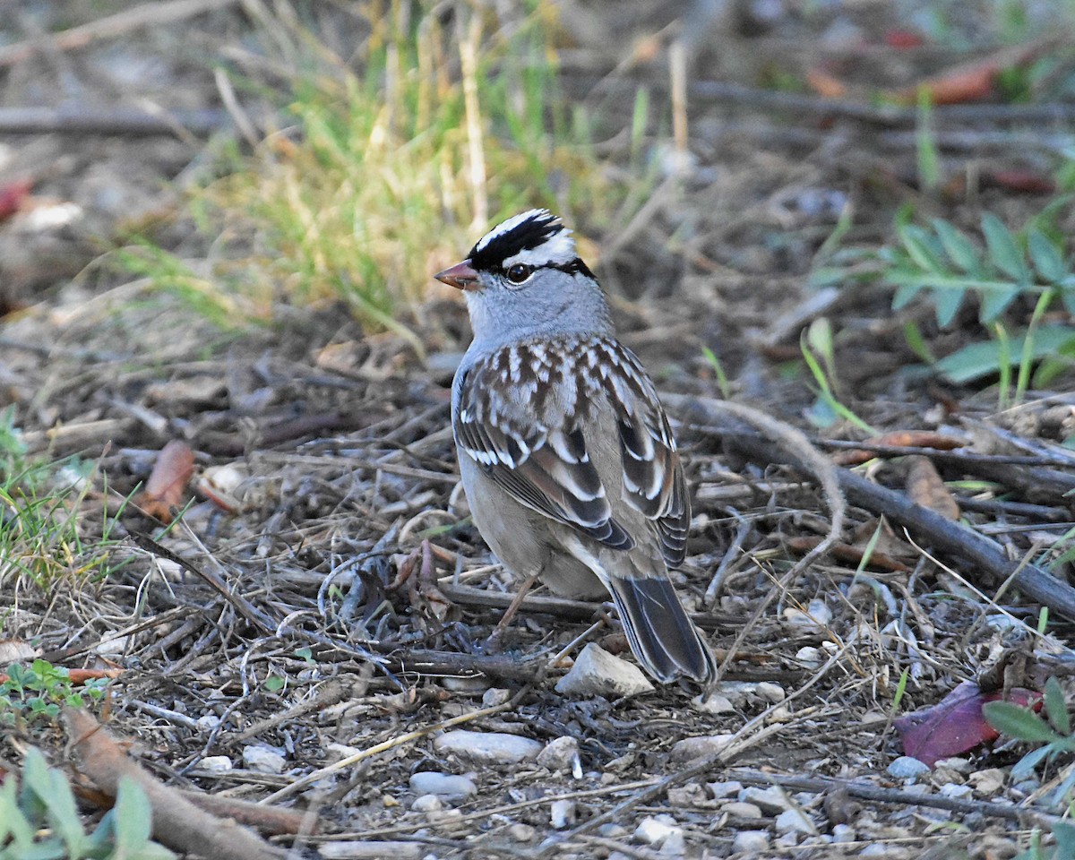 White-crowned Sparrow - ML643247216