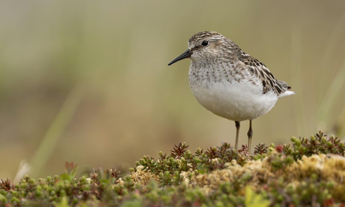 Least Sandpiper - ML643247231