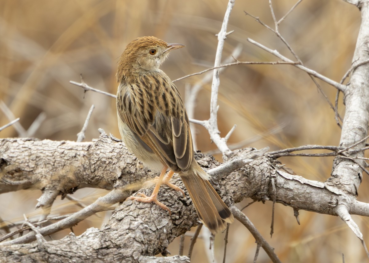 Rattling Cisticola - ML643247245