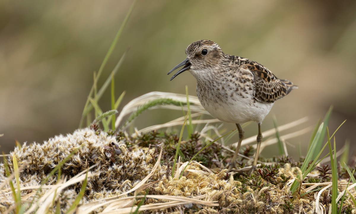 Least Sandpiper - ML643247250