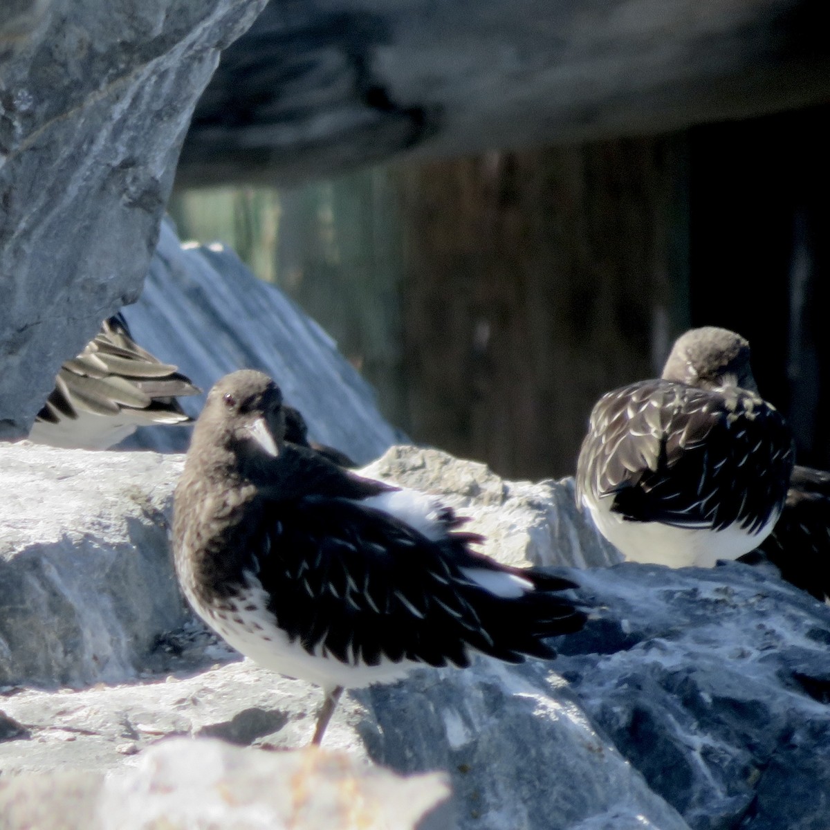 Black Turnstone - ML643247253