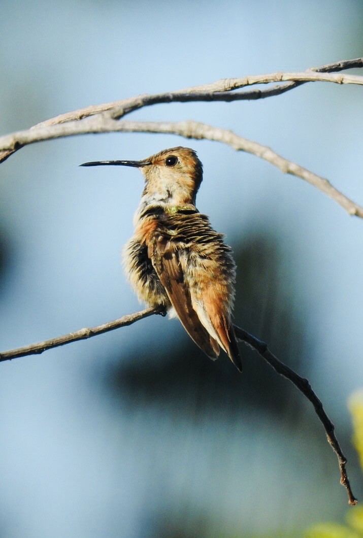 Allen's Hummingbird - ML643247257