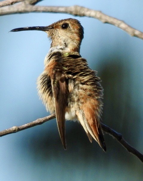 Allen's Hummingbird - ML643247258