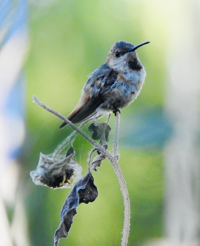 Allen's Hummingbird - ML643247259