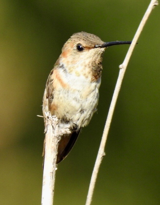 Allen's Hummingbird - ML643247260