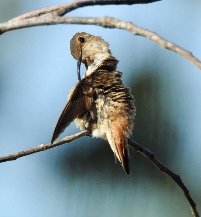 Allen's Hummingbird - ML643247261