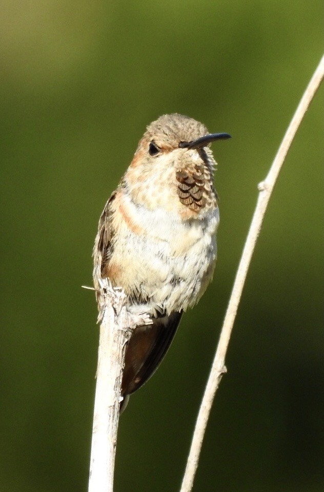 Allen's Hummingbird - ML643247262