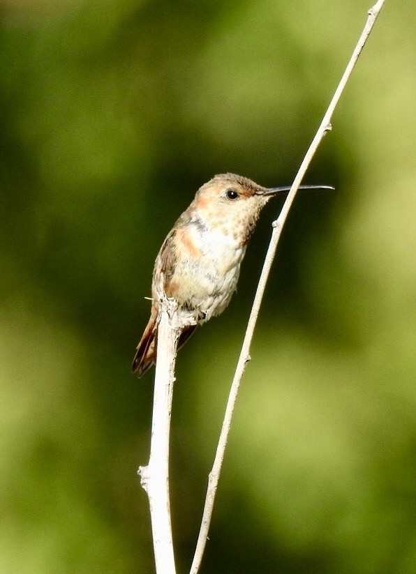 Allen's Hummingbird - ML643247263