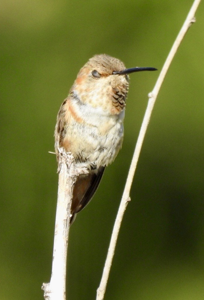 Allen's Hummingbird - ML643247264