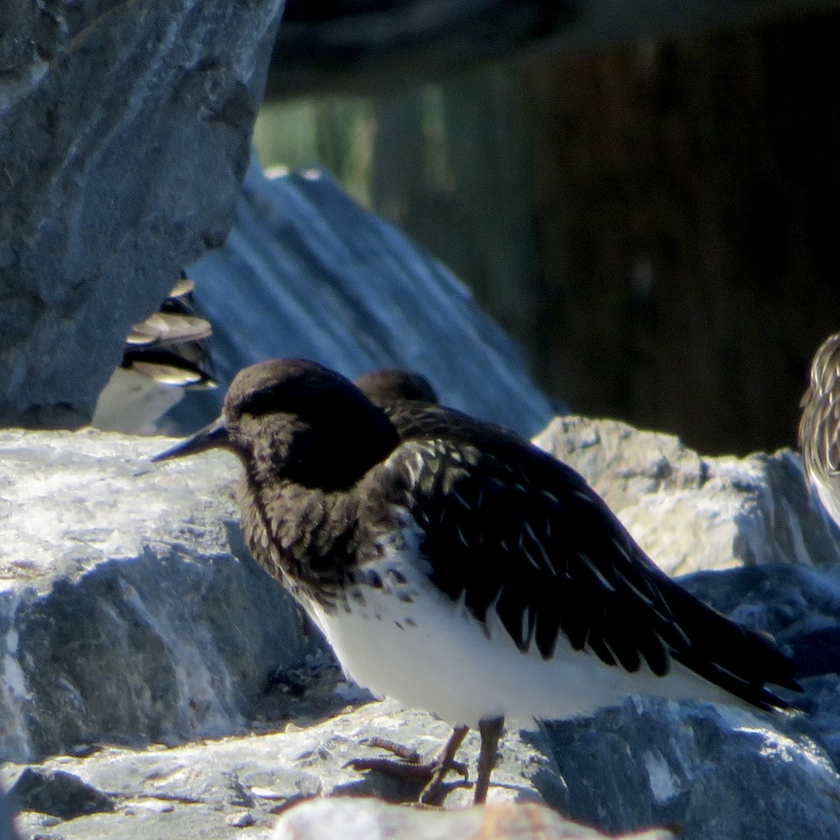 Black Turnstone - ML643247311