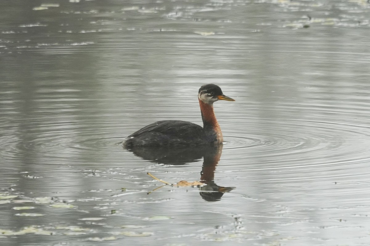Red-necked Grebe - ML643247317