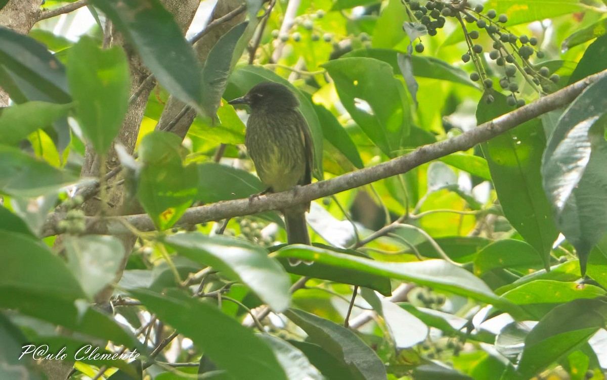 Olive-striped Flycatcher - ML643247326