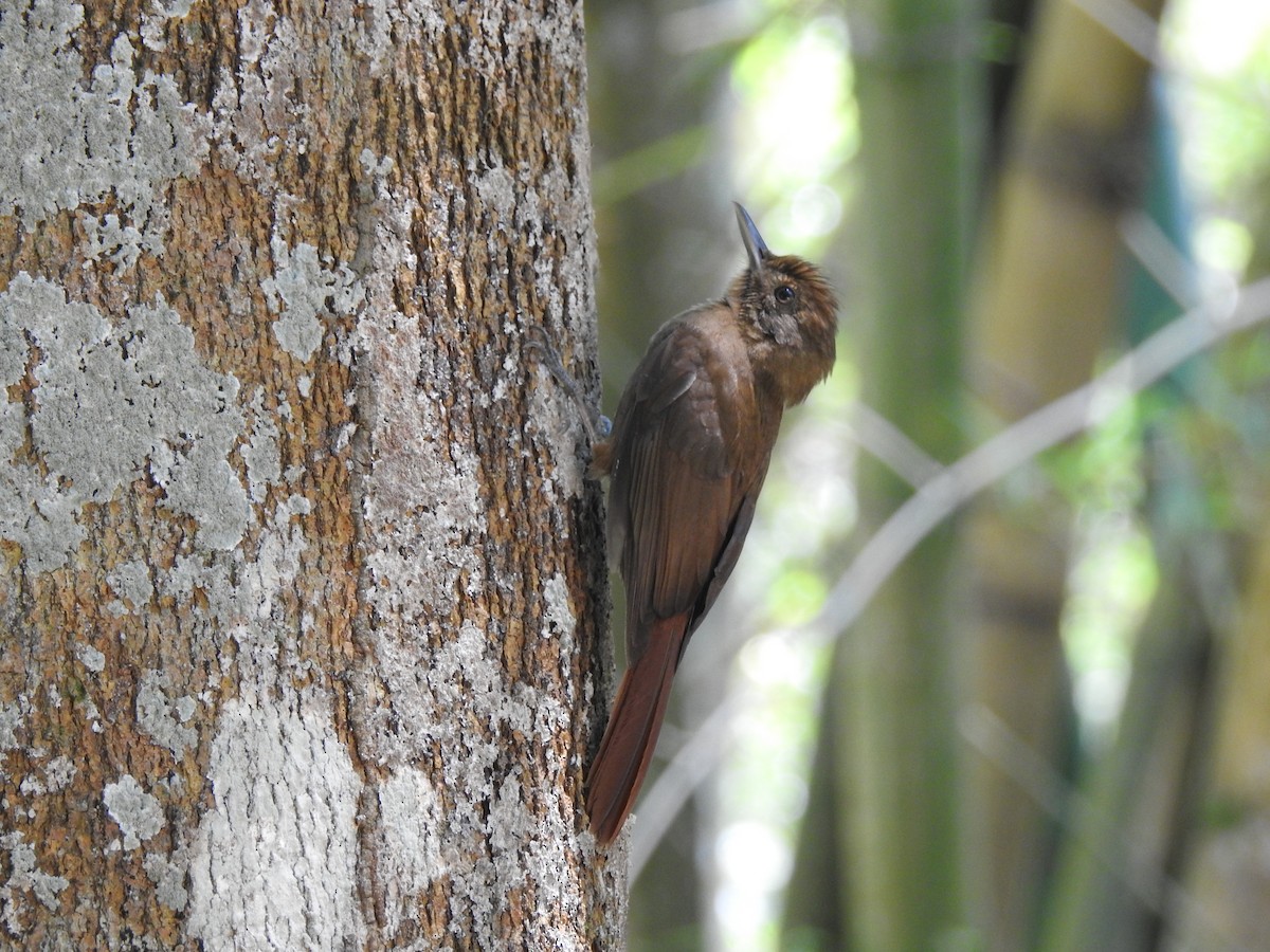 Plain-winged Woodcreeper (Plain-winged) - ML643247333