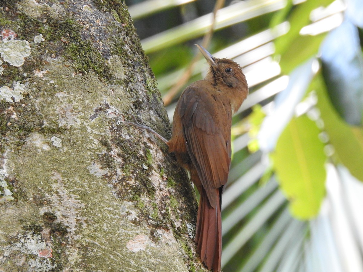 Plain-winged Woodcreeper (Plain-winged) - ML643247335