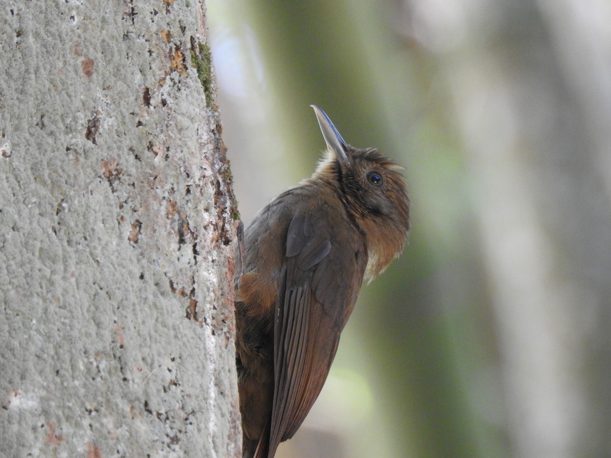 Plain-winged Woodcreeper (Plain-winged) - ML643247336