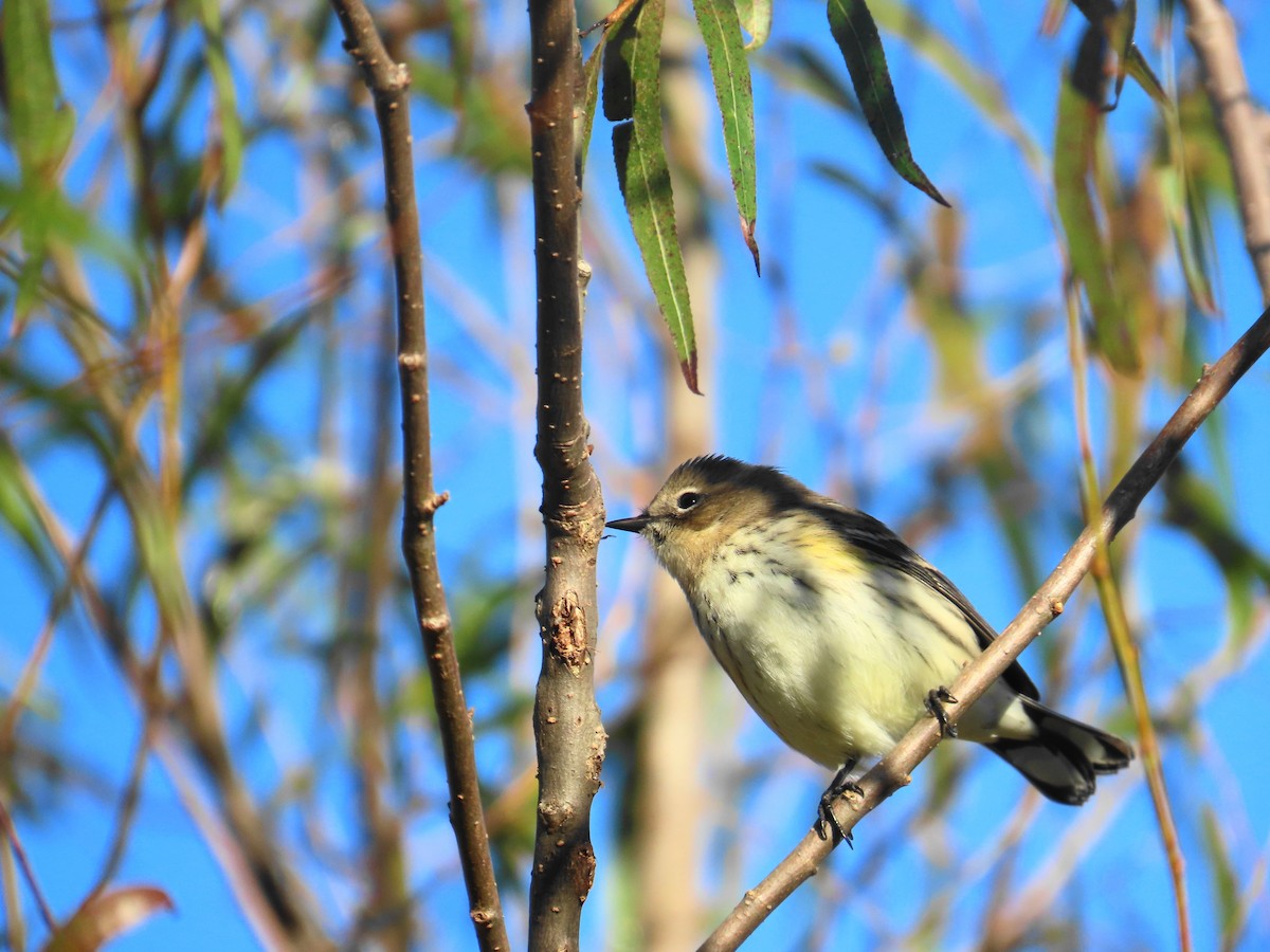Yellow-rumped Warbler - ML643247344