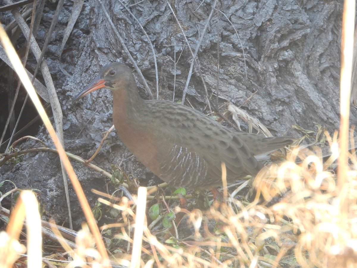 Ridgway's Rail - ML643247367