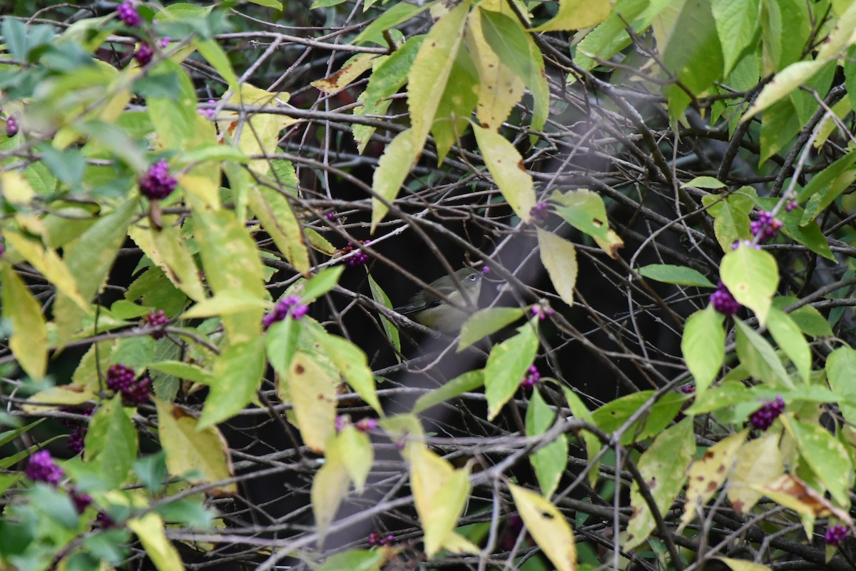 nordgulstrupe - ML643247406