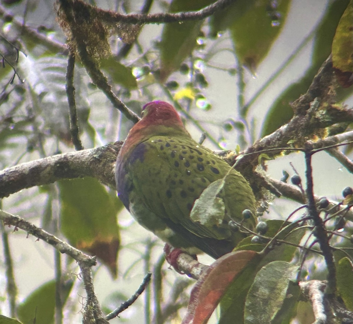 Superb Fruit-Dove - ML643247410