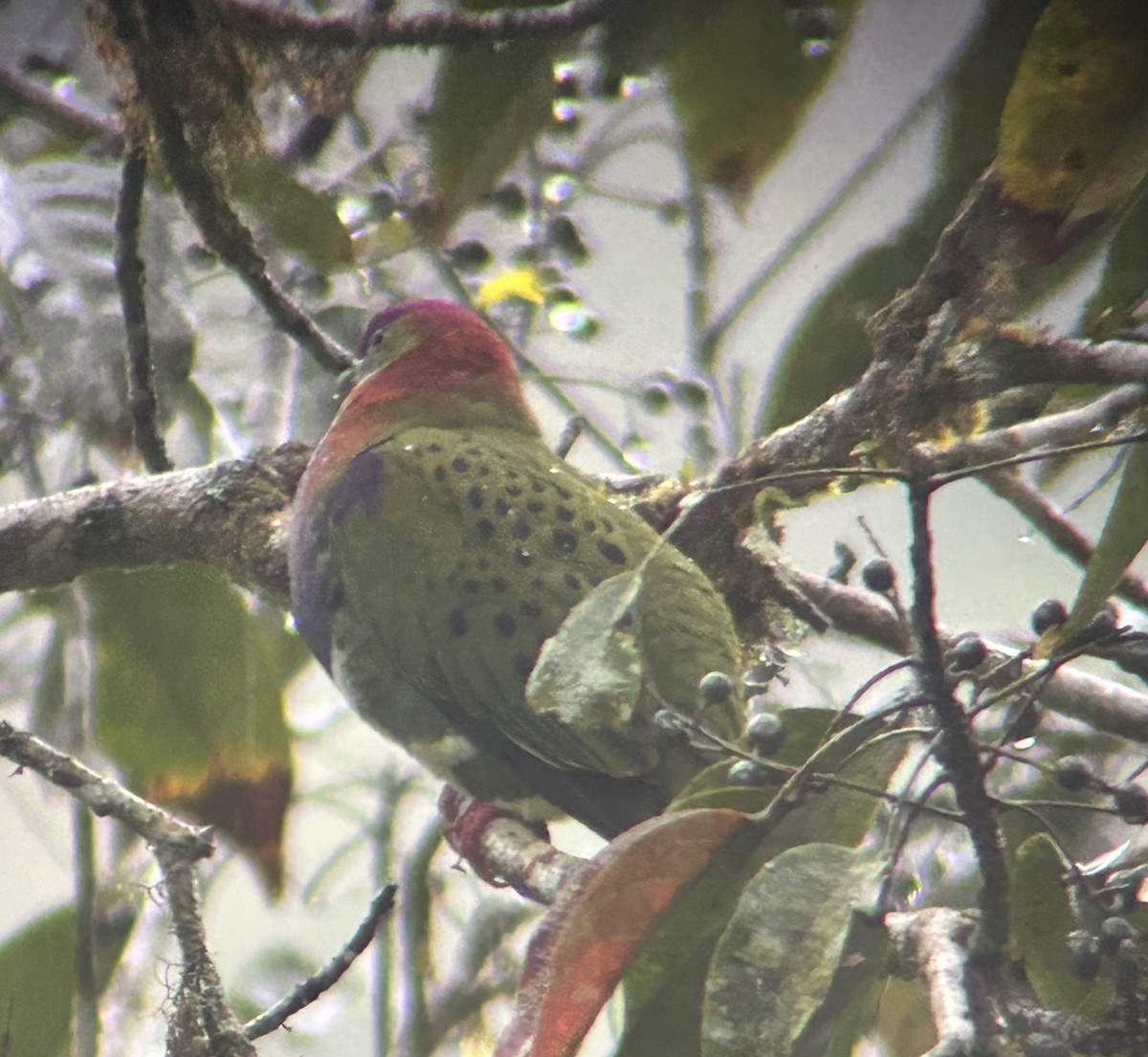 Superb Fruit-Dove - ML643247411