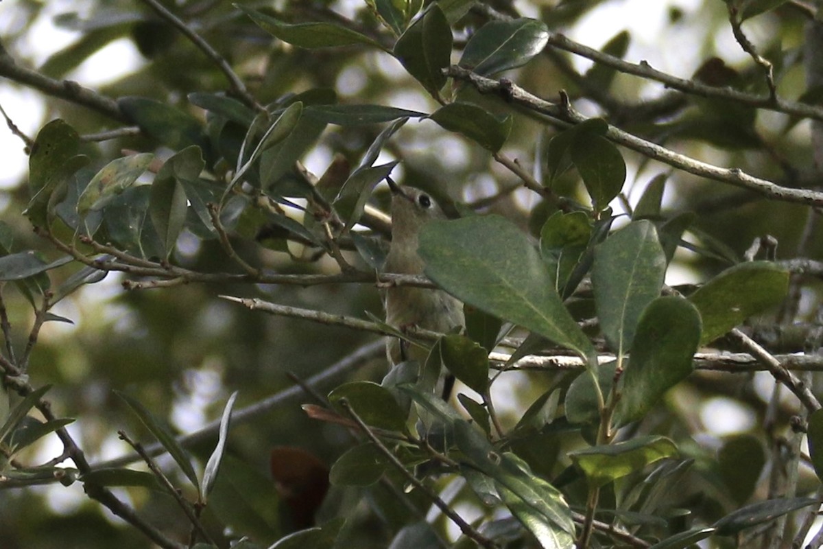 Roitelet à couronne rubis - ML643247417