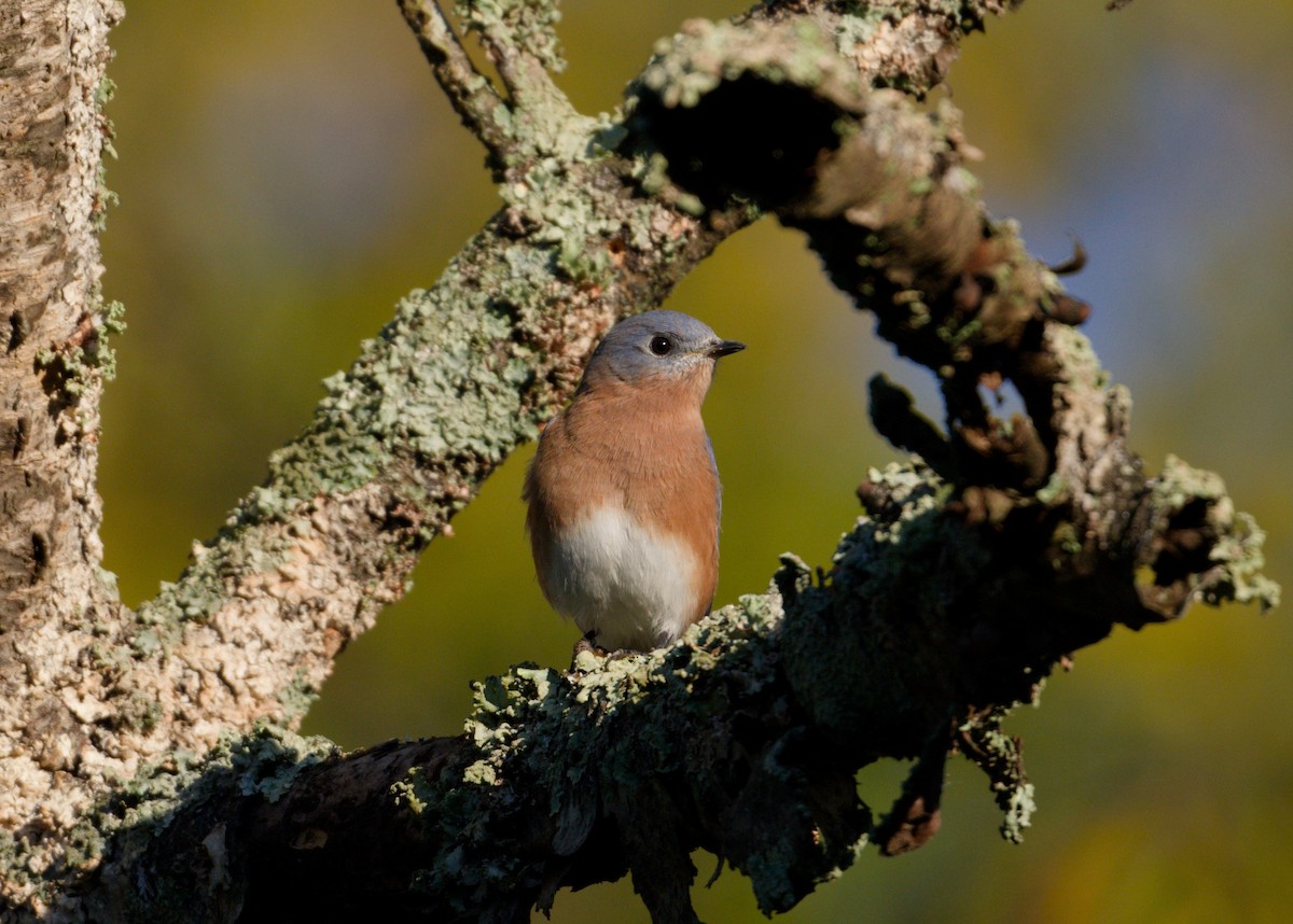 Eastern Bluebird - ML643247429