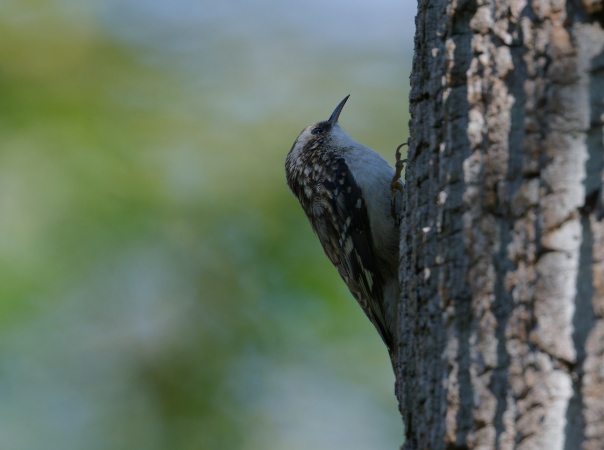 Brown Creeper - ML643247449