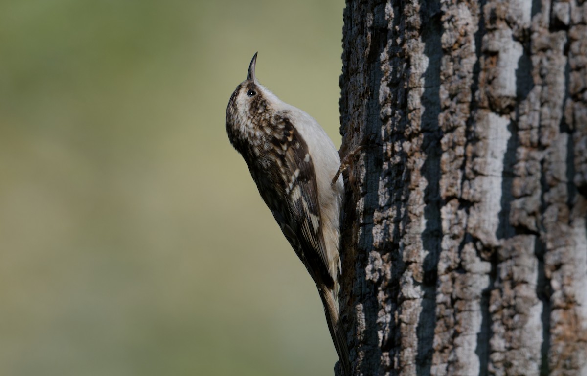 Brown Creeper - ML643247450