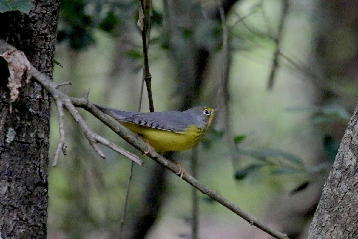Paruline du Canada - ML643247452