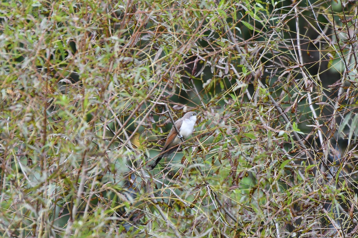 gulnebbgjøk - ML643247454