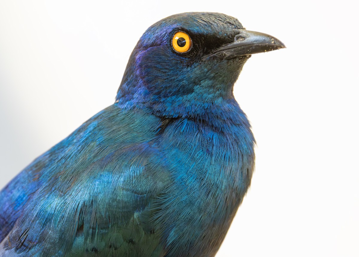 Greater Blue-eared Starling - ML643247458