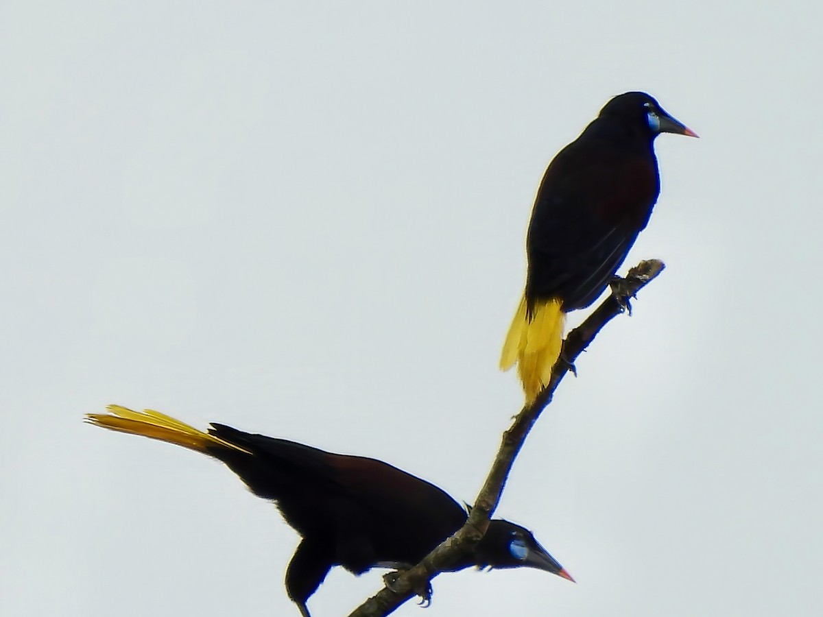 Black Oropendola - ML643247480