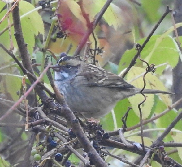 White-throated Sparrow - ML643247486