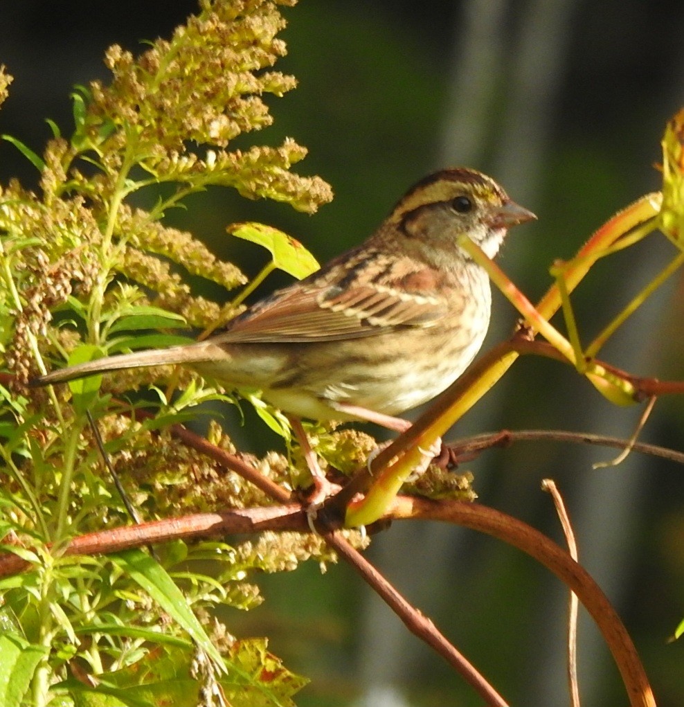White-throated Sparrow - ML643247487