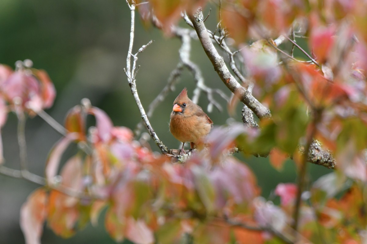 rødkardinal - ML643247510