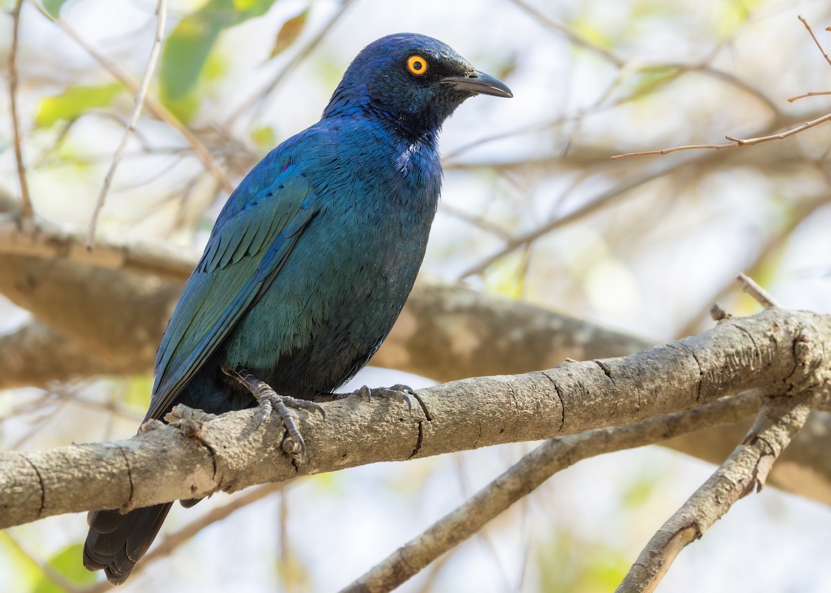 Cape Starling - ML643247525