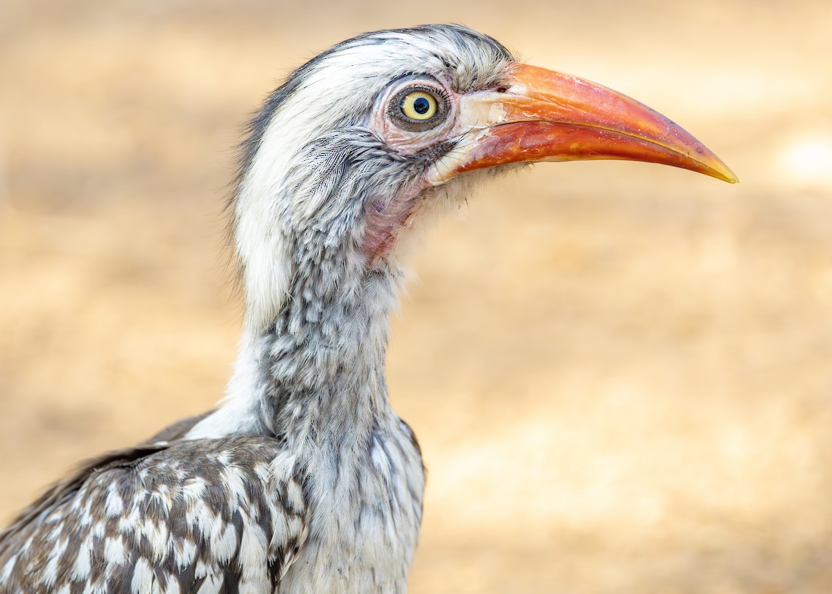 Southern Red-billed Hornbill - ML643247528