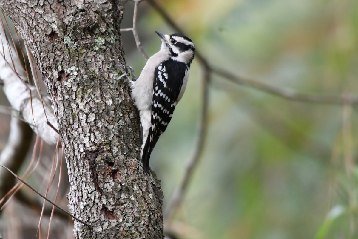 dunspett - ML643247533