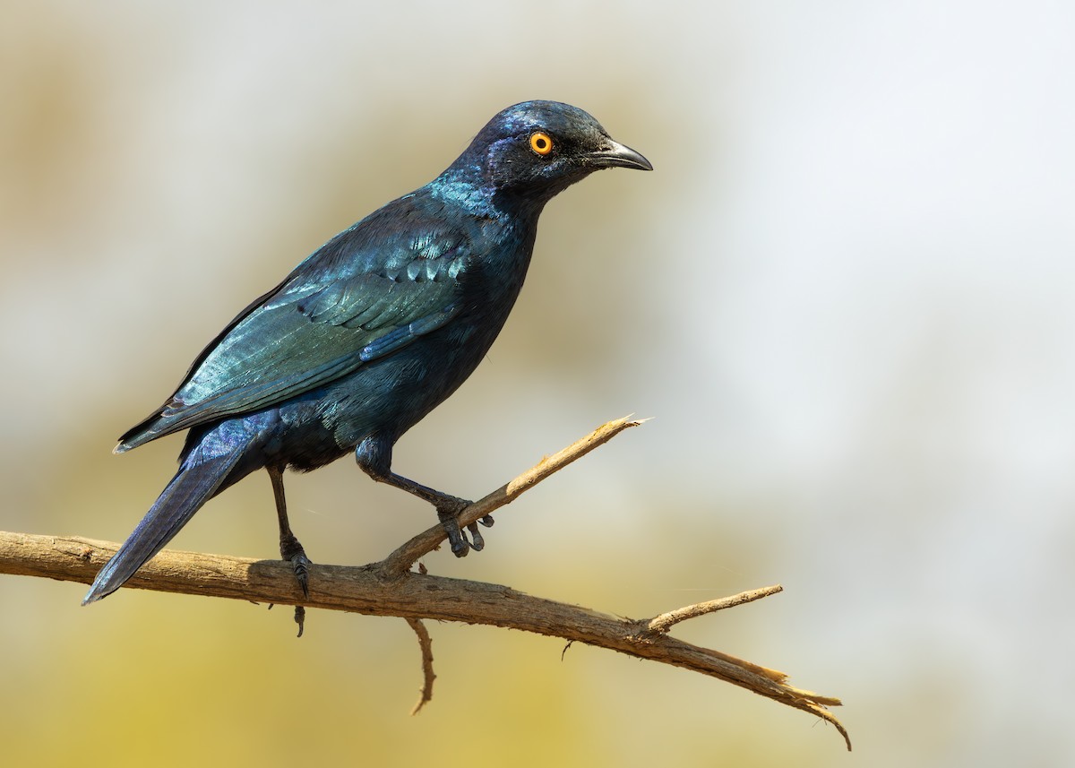 Greater Blue-eared Starling - ML643247536