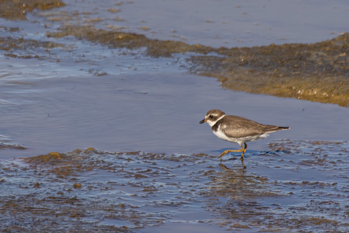 Semipalmated Plover - ML643247565