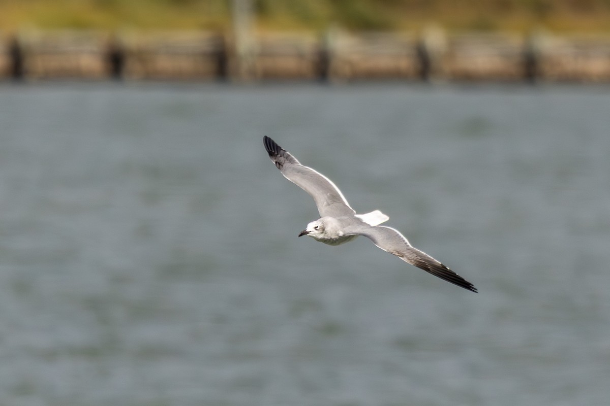 Laughing Gull - ML643247570
