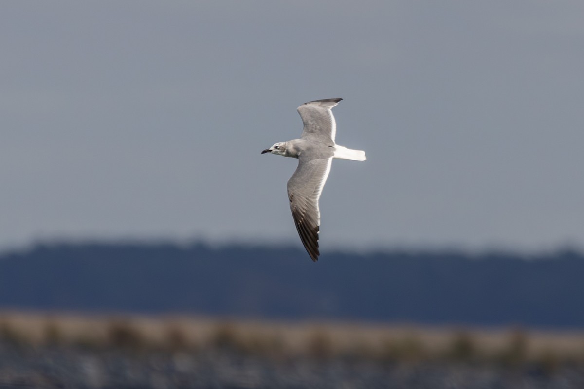 Laughing Gull - ML643247573