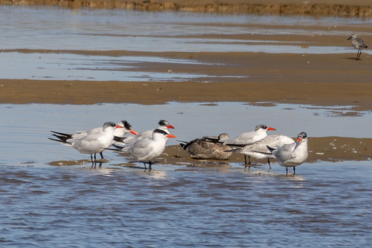 Caspian Tern - ML643247594