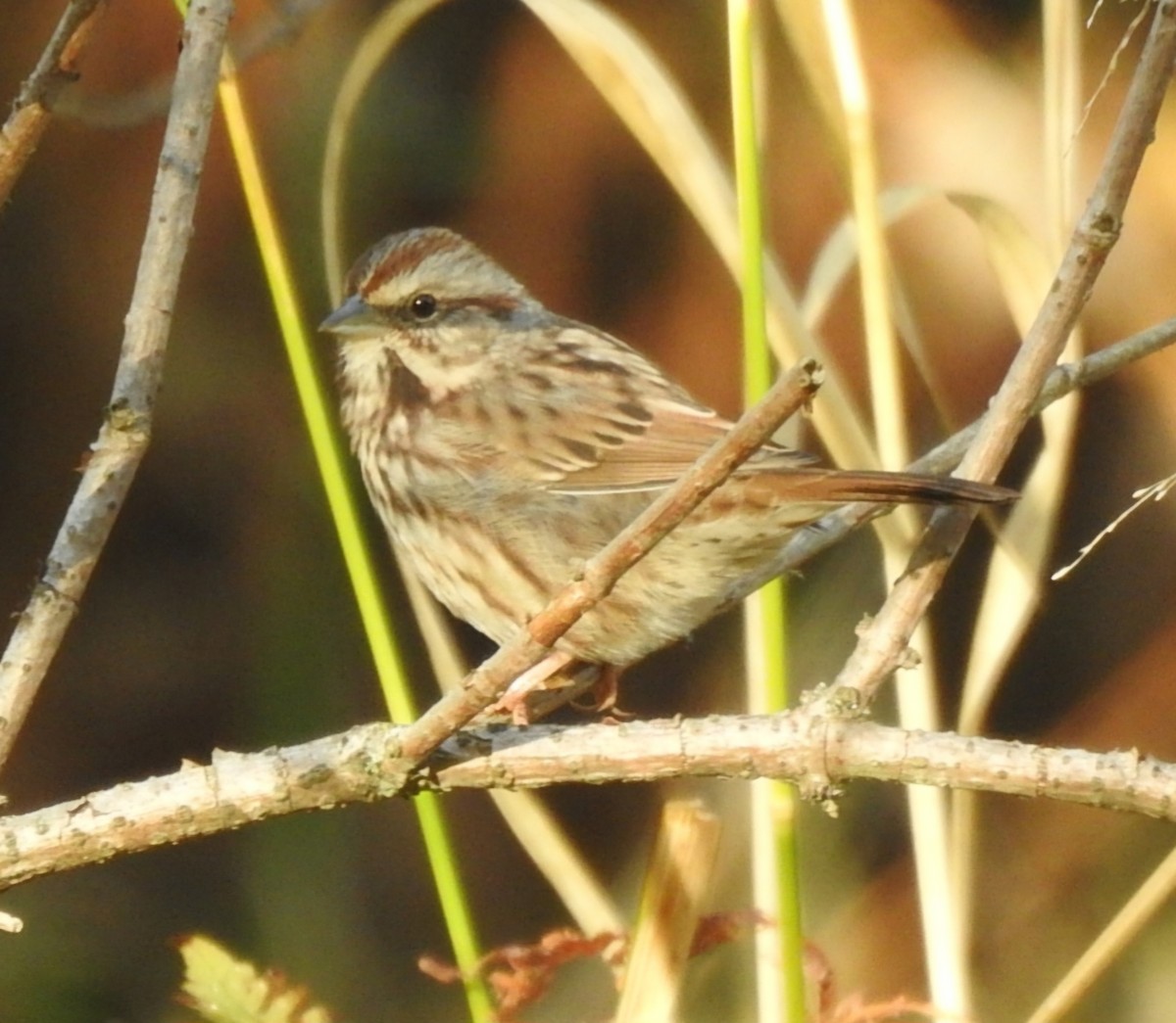 Song Sparrow - ML643247596