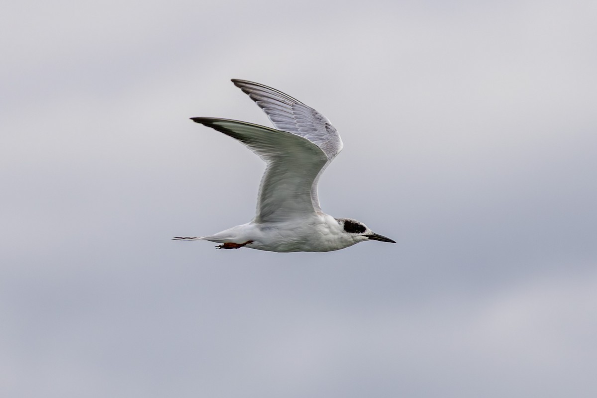 Forster's Tern - ML643247598